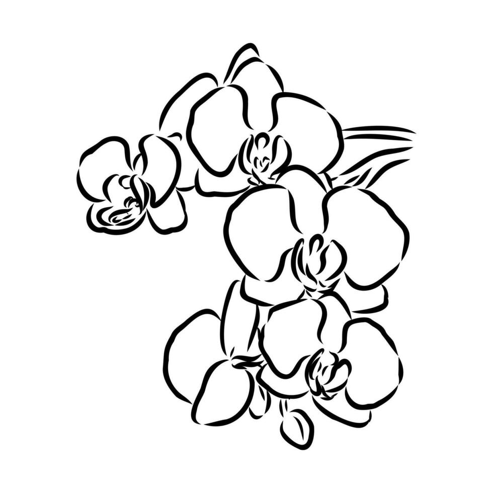 orchid flower vector sketch