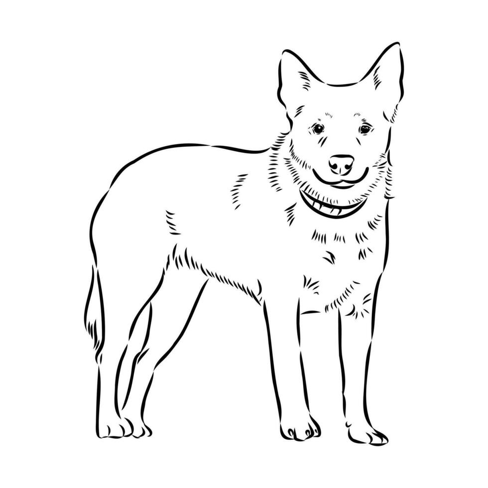 Australian cattle dog vector sketch