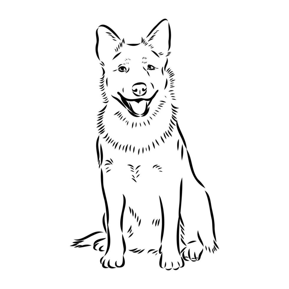 Australian cattle dog vector sketch