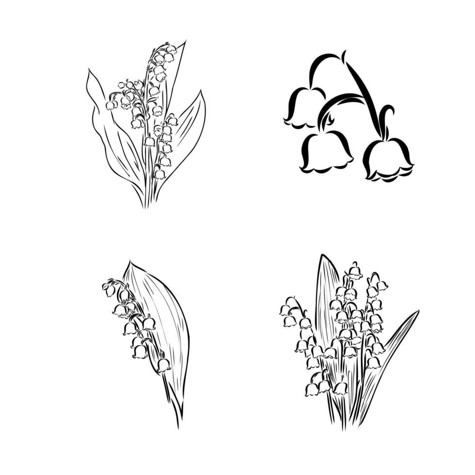 lily of the valley vector sketch