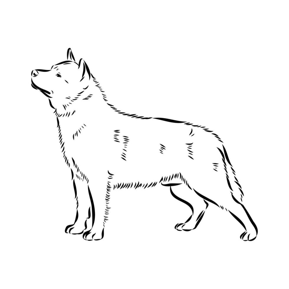 Australian cattle dog vector sketch