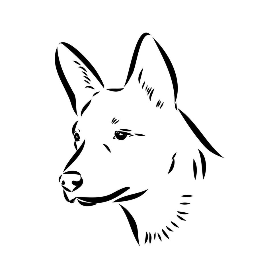 Australian cattle dog vector sketch