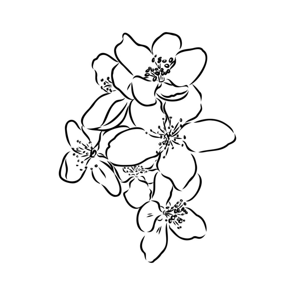 magnolia flower vector sketch