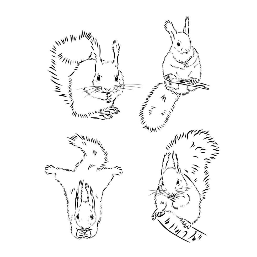 squirrel vector sketch