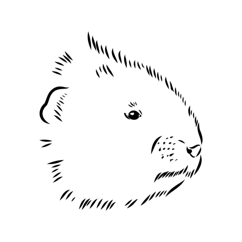 muskrat vector sketch