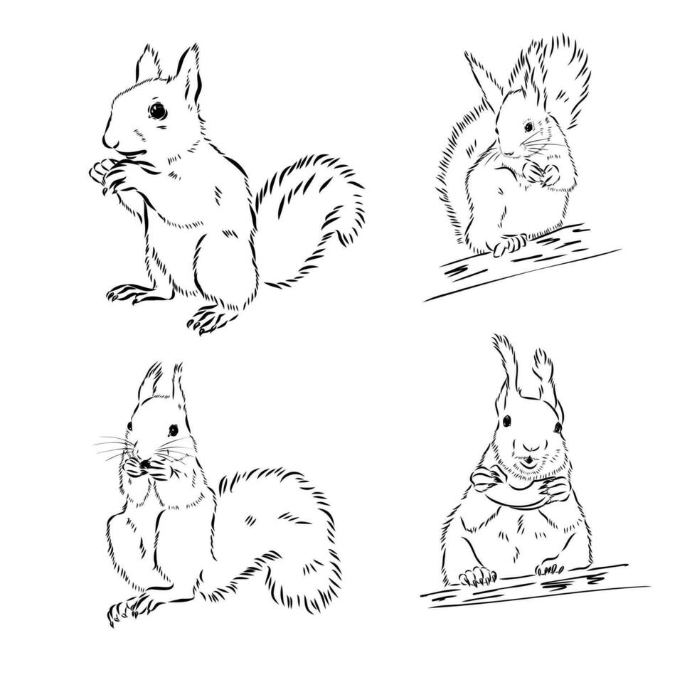 squirrel vector sketch