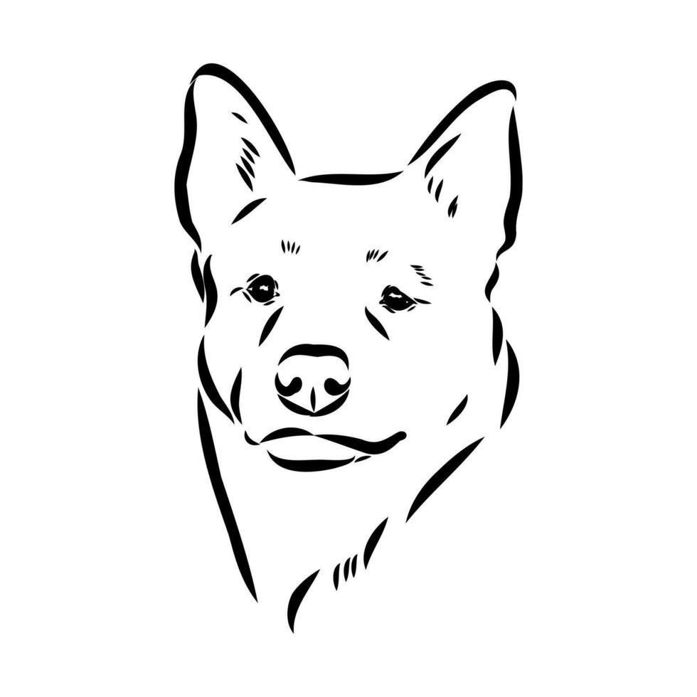 Australian cattle dog vector sketch