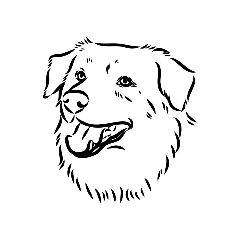 Australian shepherd dog vector sketch