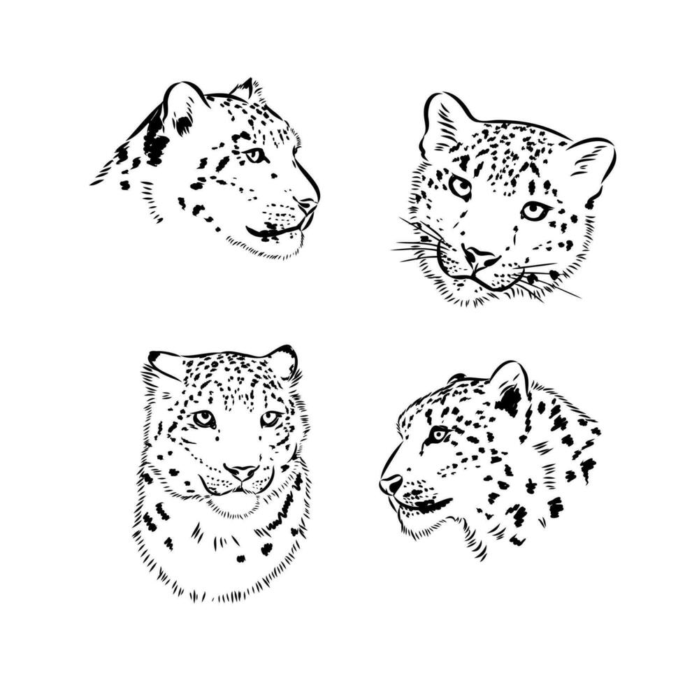 nieve leopardo vector bosquejo