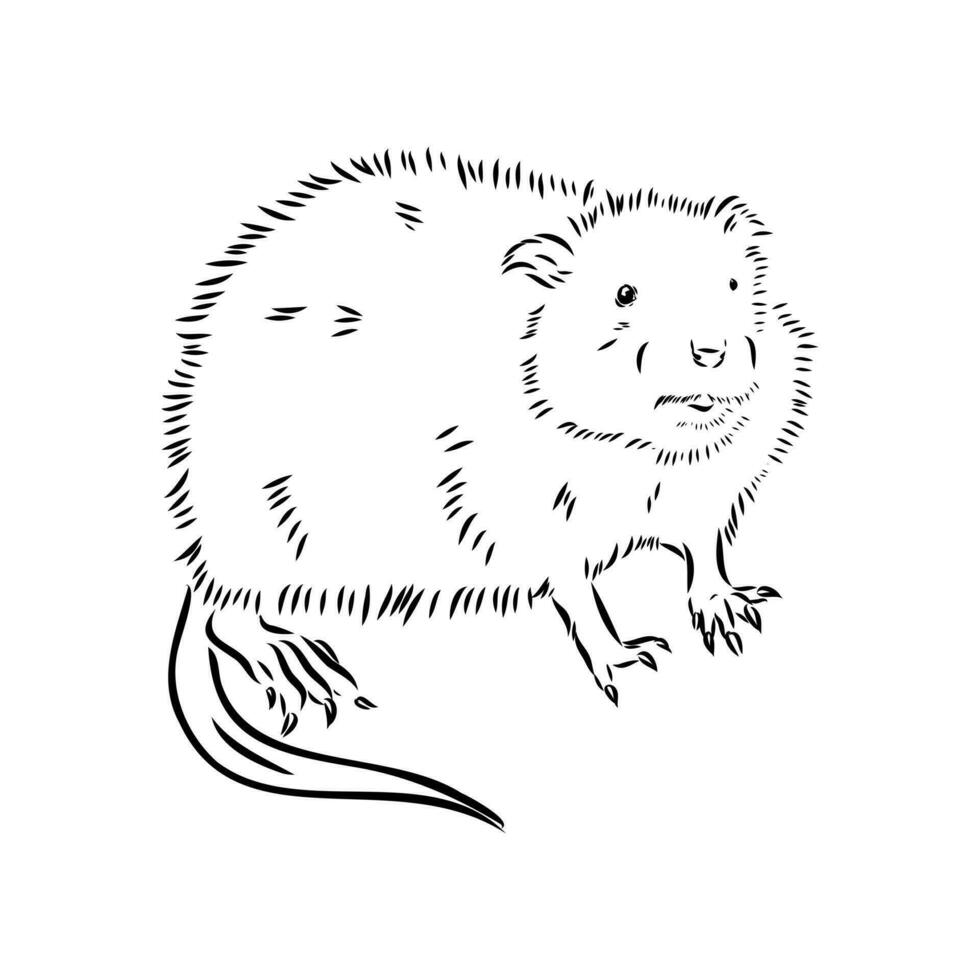 muskrat vector sketch