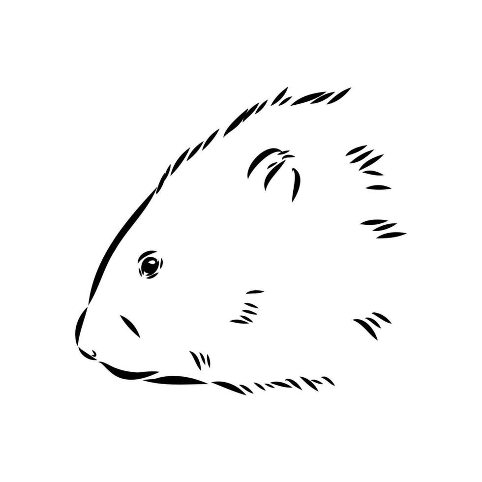 muskrat vector sketch