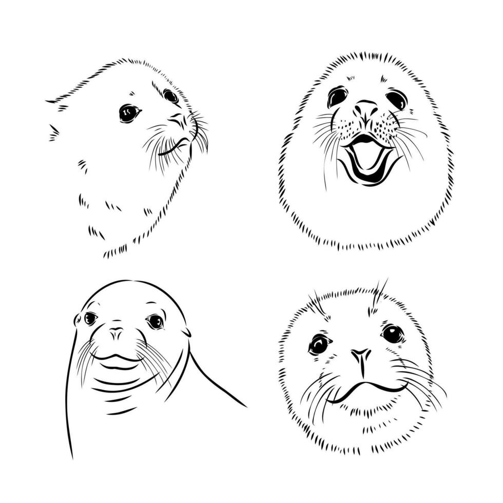 seal vector sketch