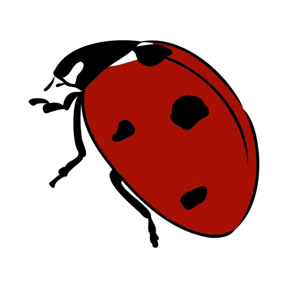 insect ladybug vector sketch