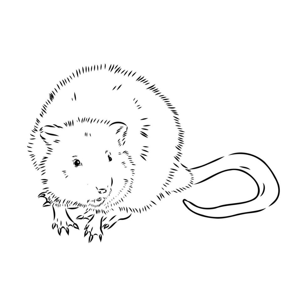 muskrat vector sketch