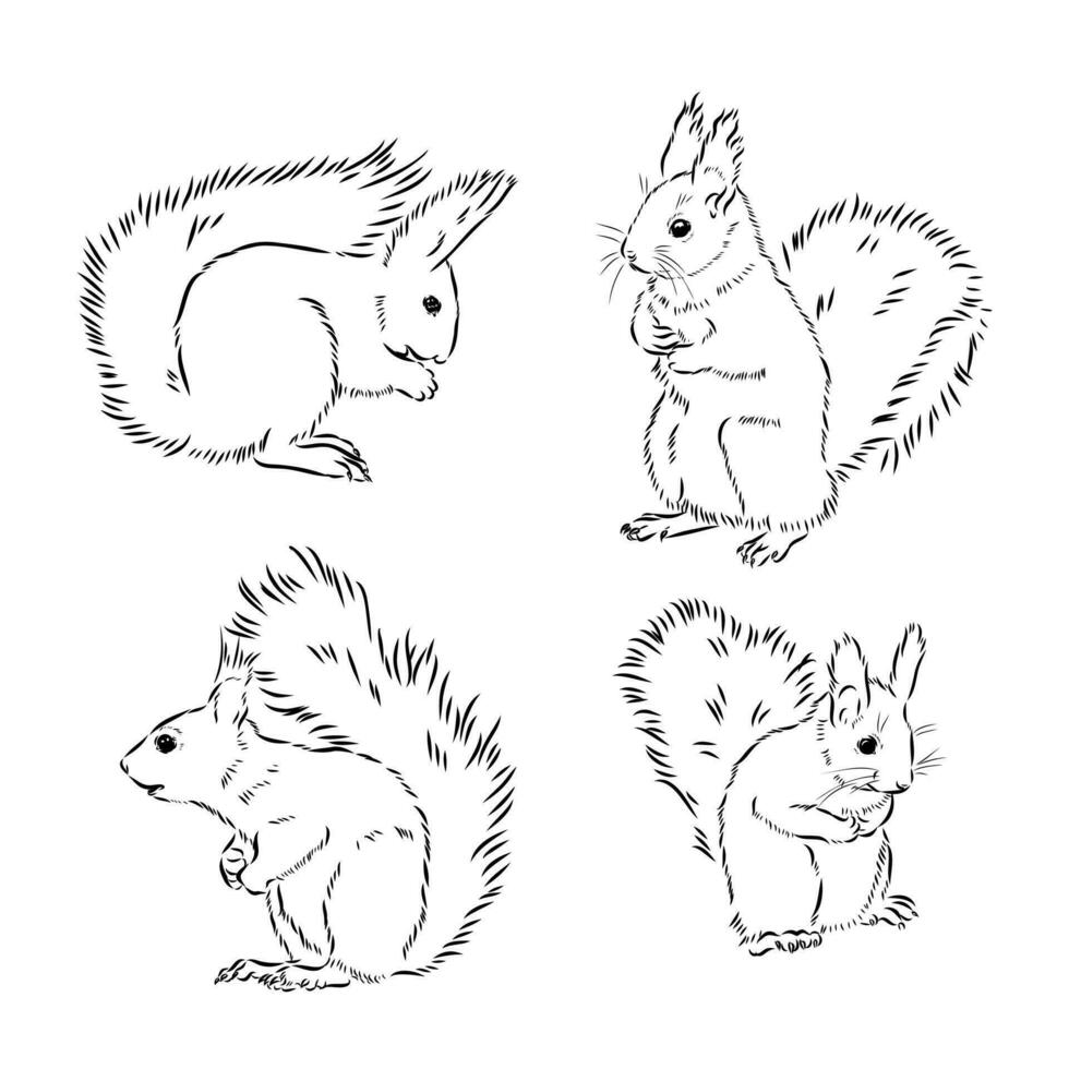 squirrel vector sketch