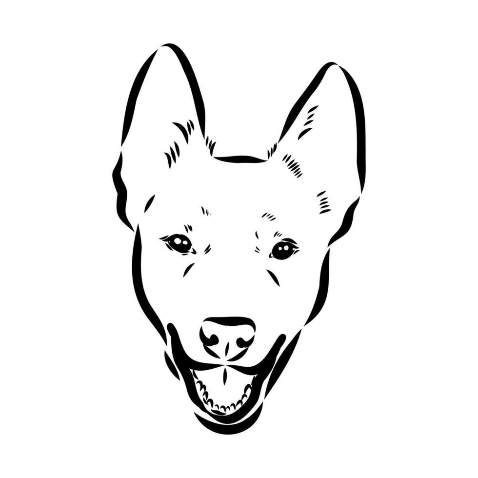 Australian cattle dog vector sketch