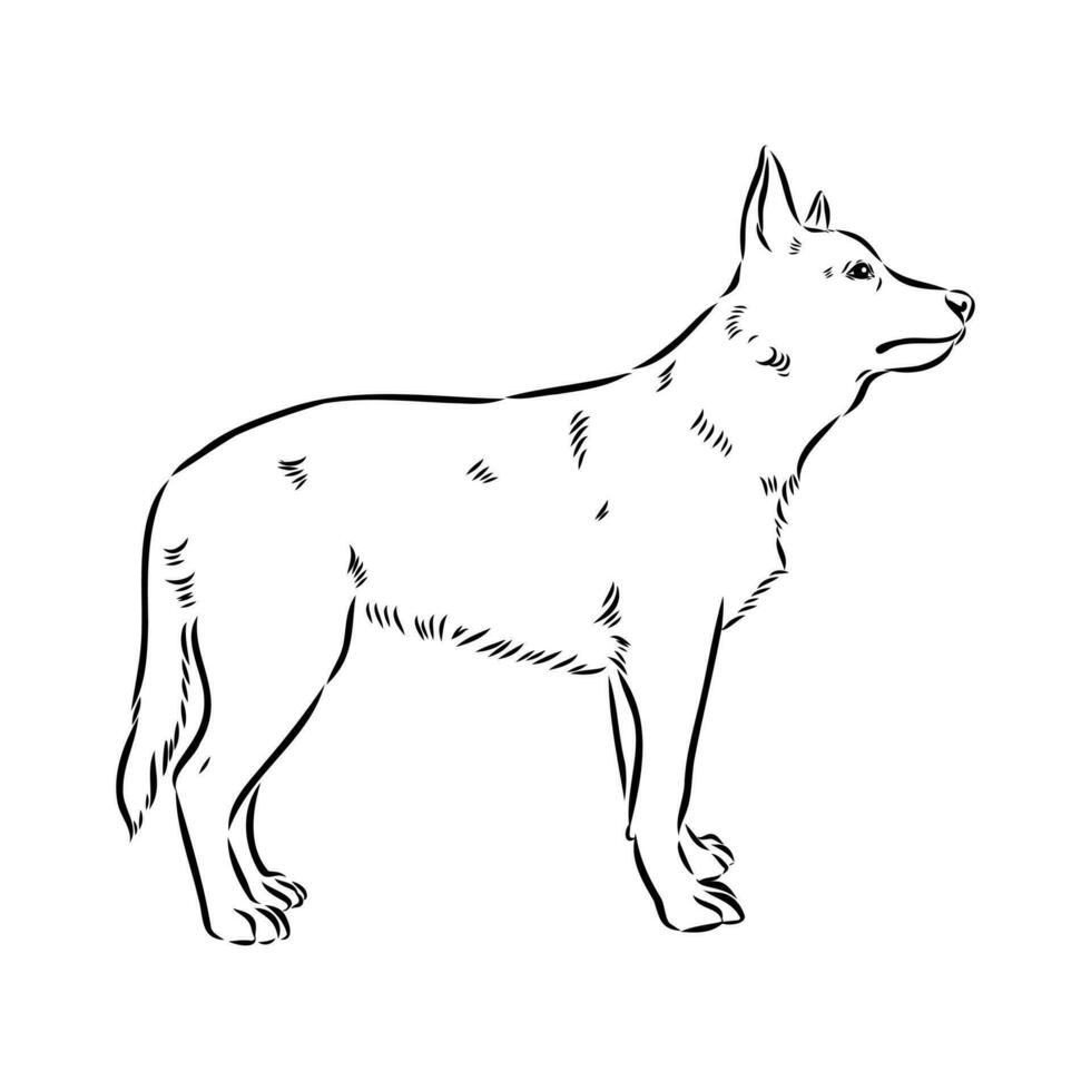 Australian cattle dog vector sketch