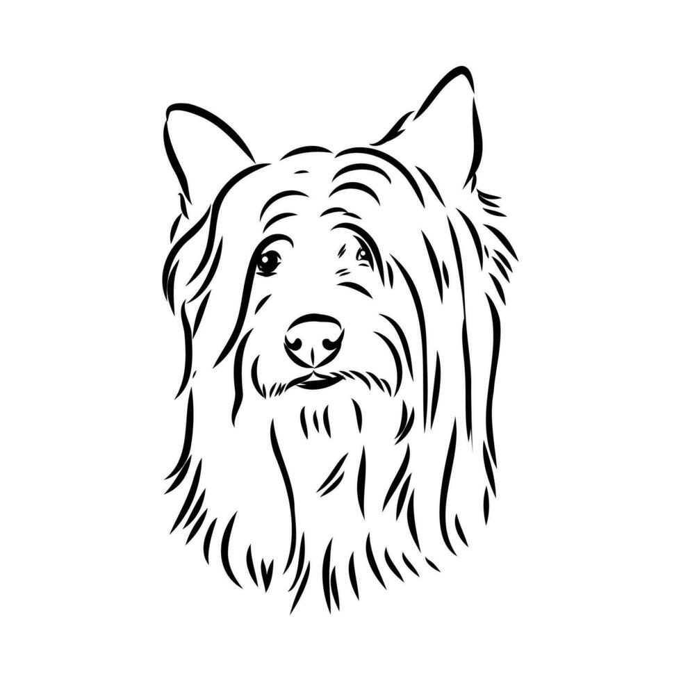 Australian terrier vector sketch