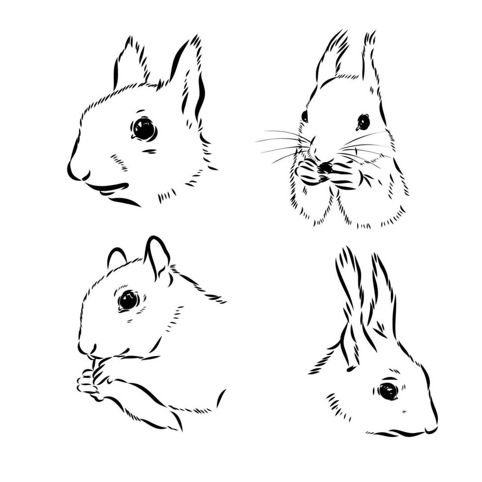 squirrel vector sketch