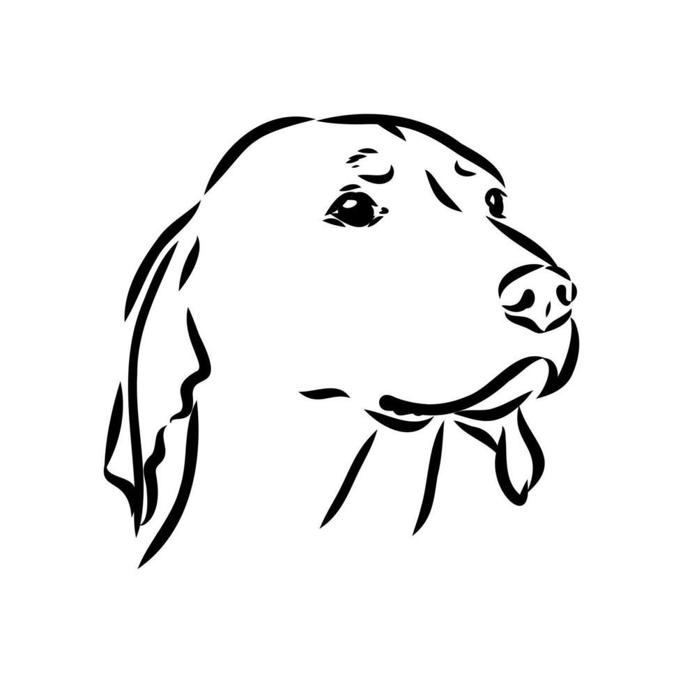 Austrian black and tan hound vector sketch