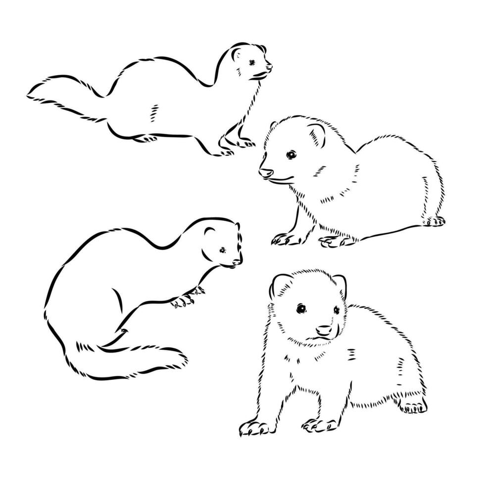 ferret vector sketch