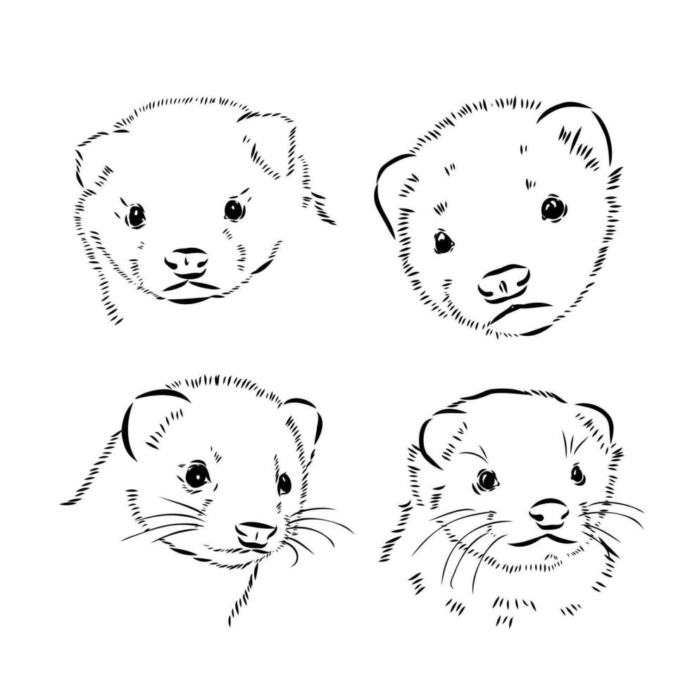 ferret vector sketch