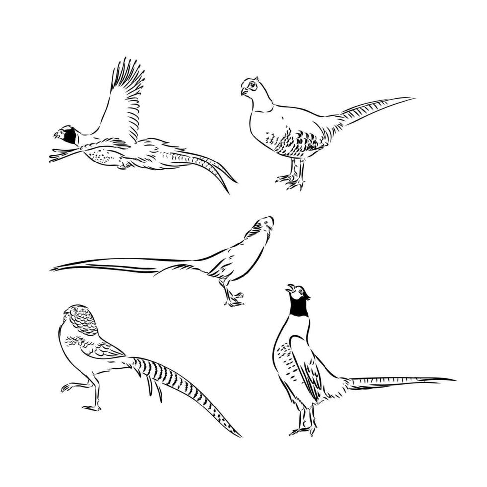 pheasant vector sketch