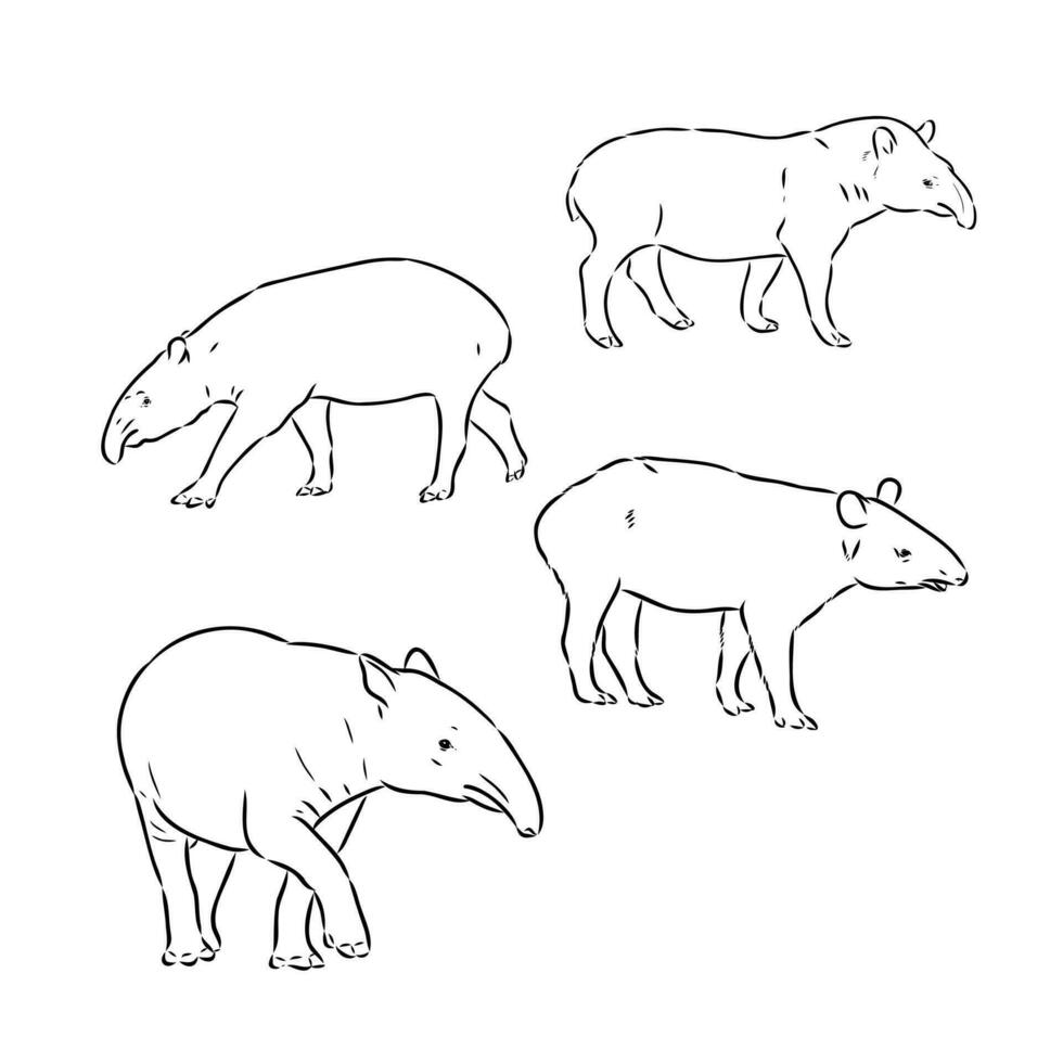 tapir vector bosquejo