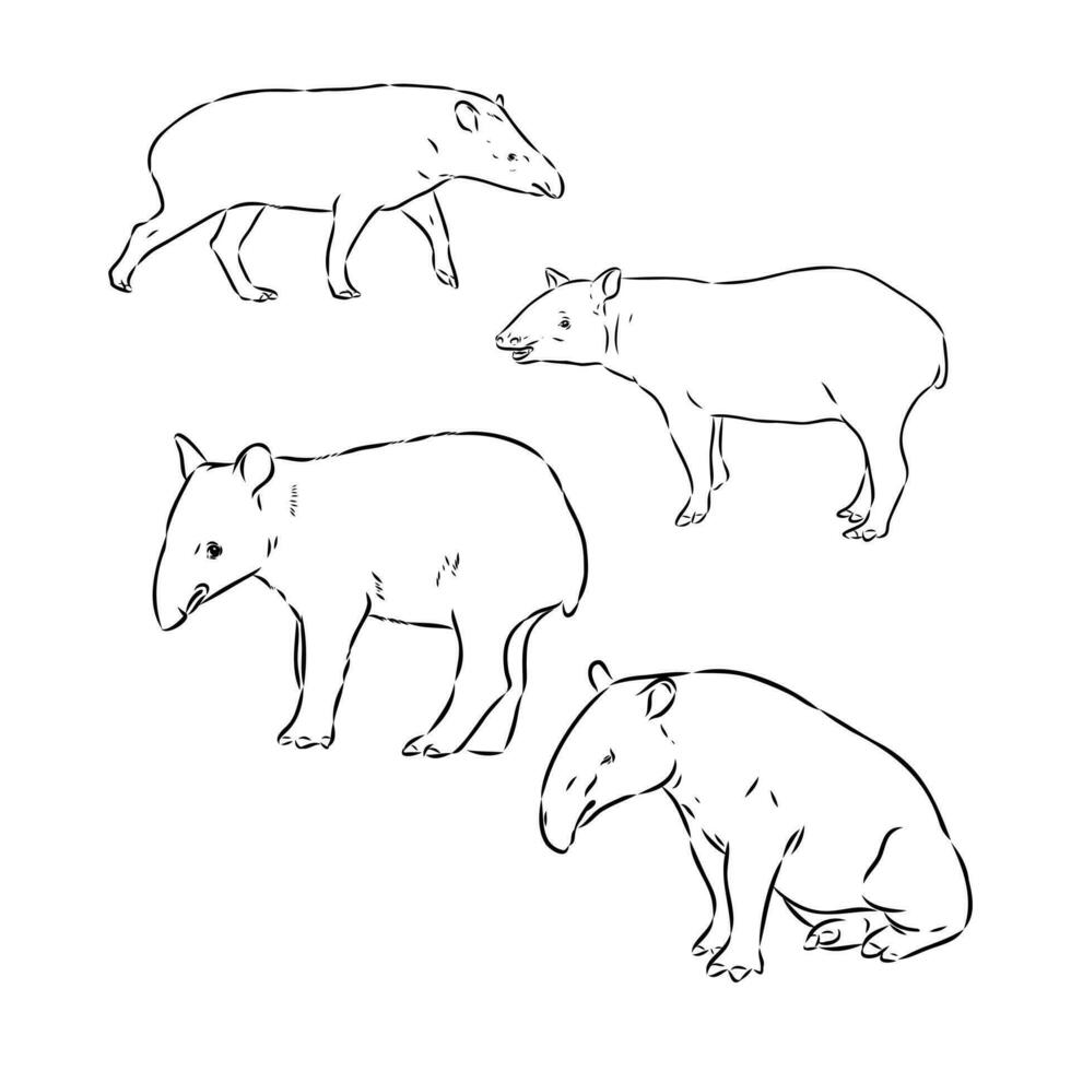 tapir vector bosquejo