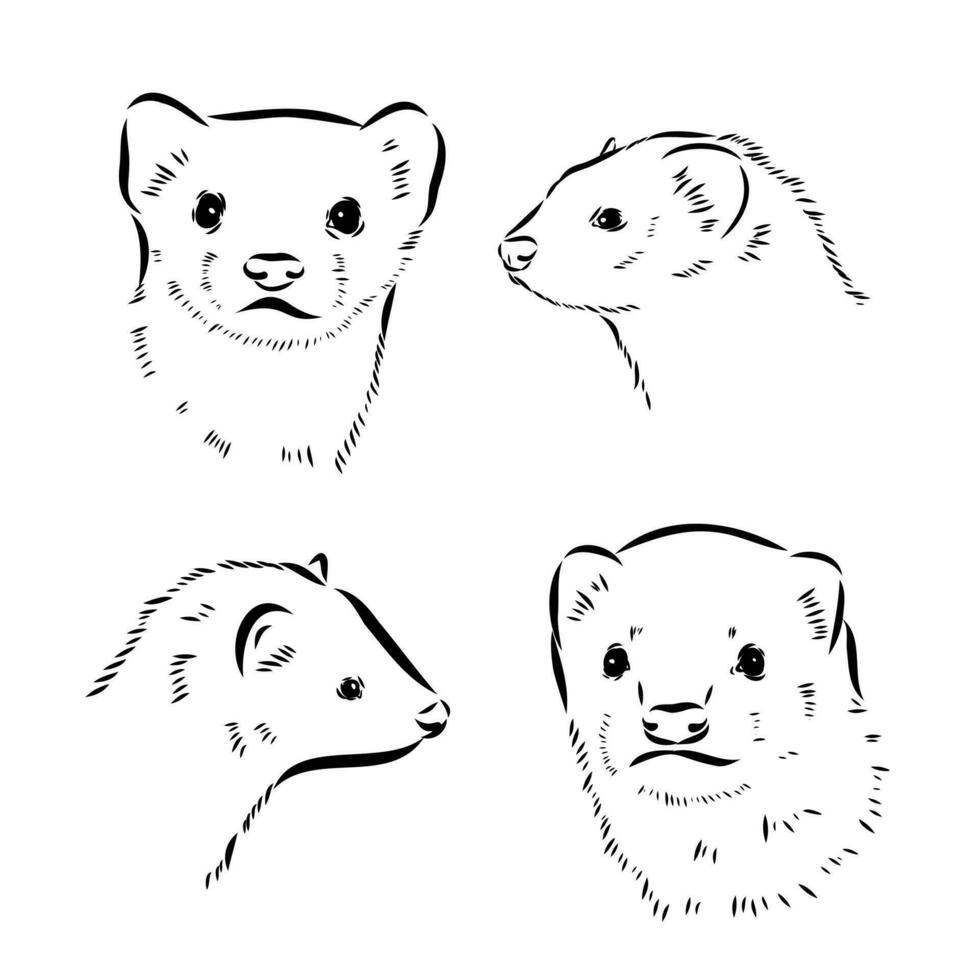 ferret vector sketch