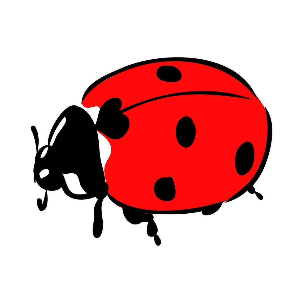 insect ladybug vector sketch