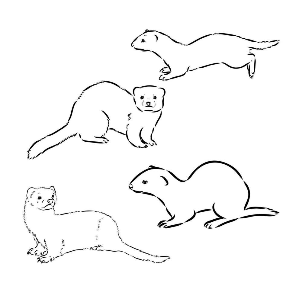 ferret vector sketch