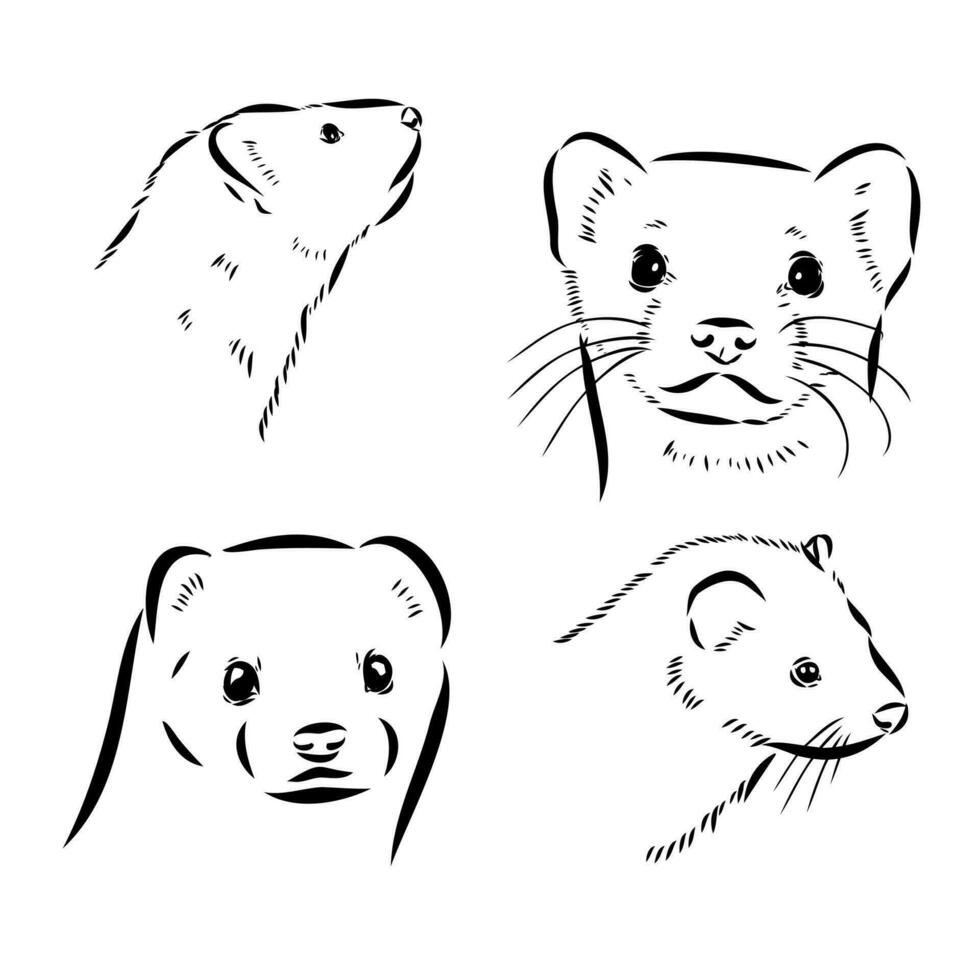 ferret vector sketch