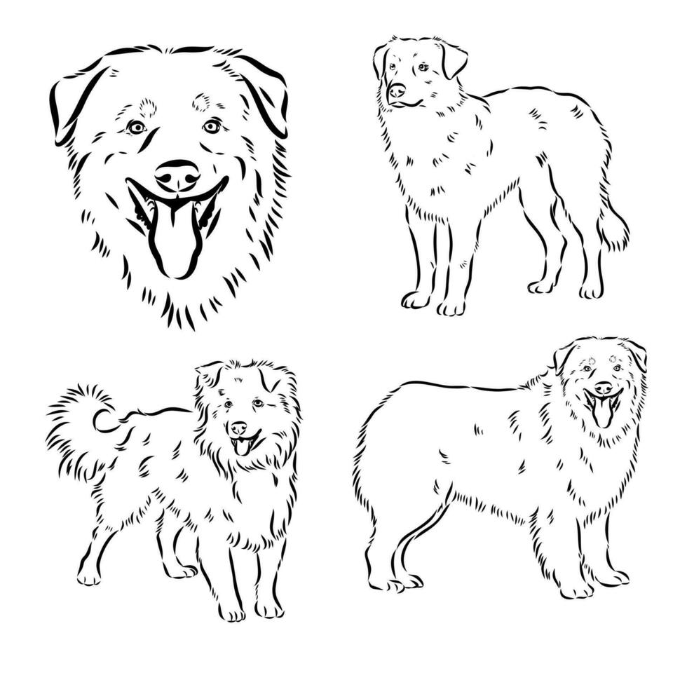 Australian Shepherd vector sketch