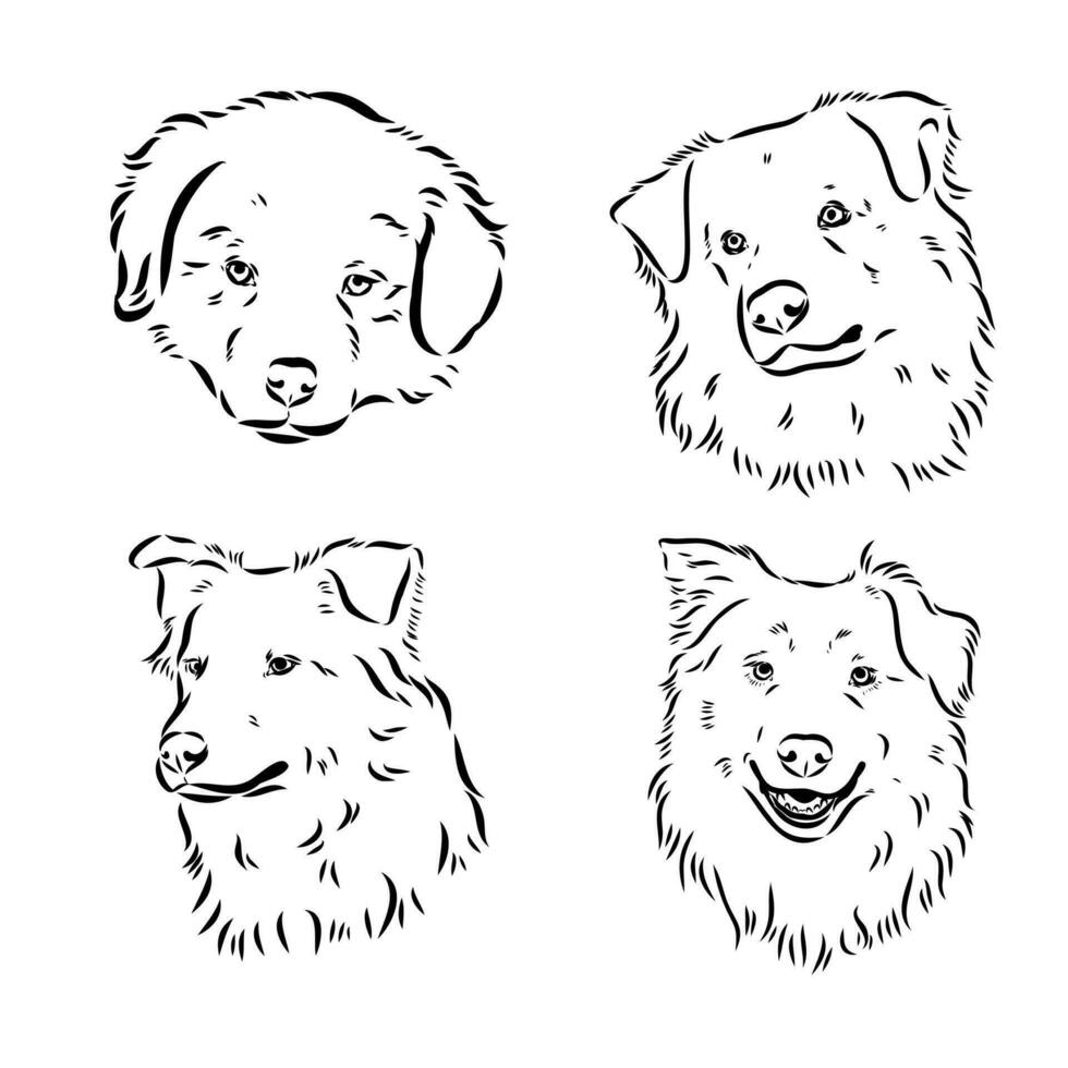 Australian Shepherd vector sketch