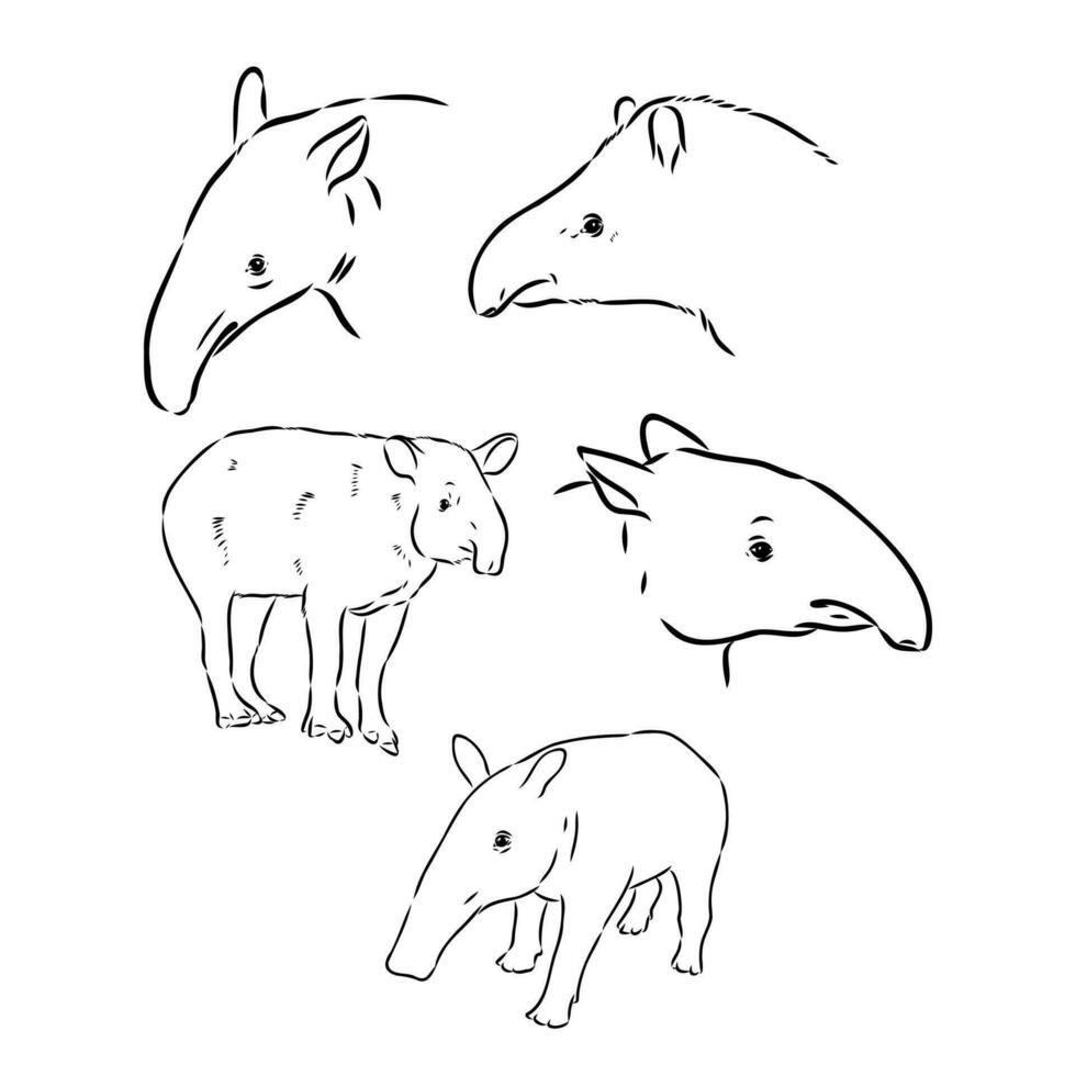 tapir vector bosquejo