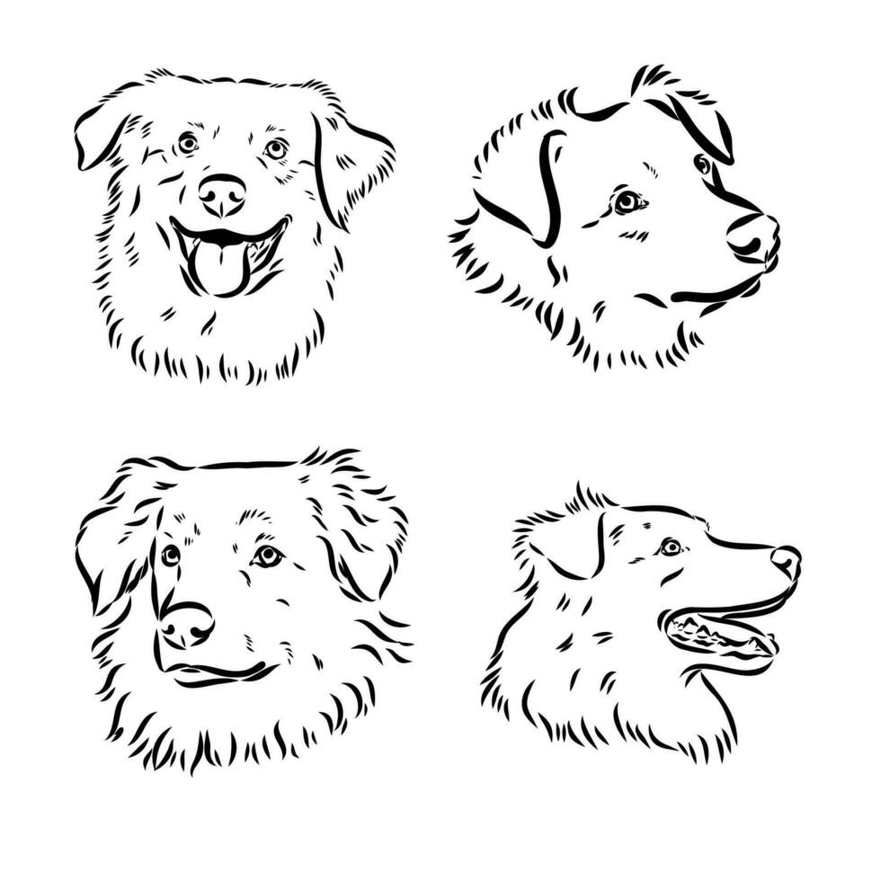 Australian Shepherd vector sketch