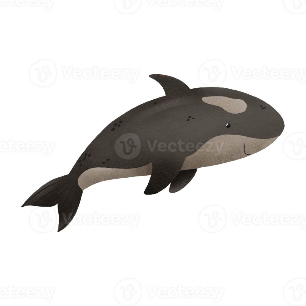 Cartoon hand drawn illustration of sea fish. Black killer whale. Underwater sea world. Hand drawn illustration on isolated background. Cute design png