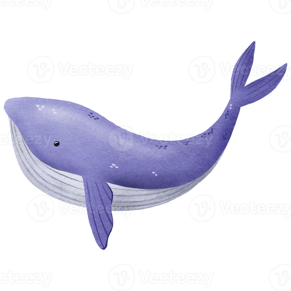 Hand drawn illustration of sea fish. Big whale fish. Blue whale. Hand drawn illustration on isolated background png