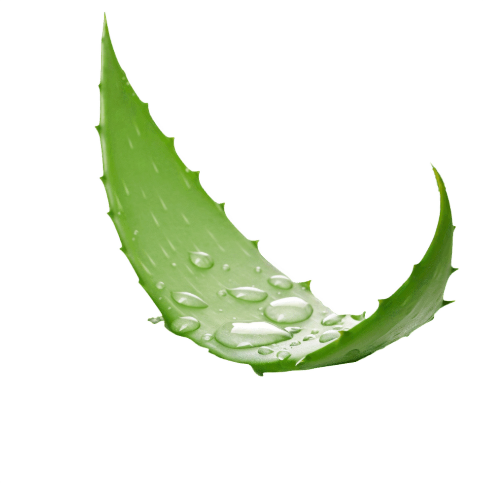 AI generated aloe vera leaf with water droplets transparent background png