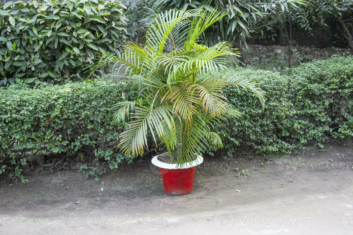 Dypsis lutescens plant, a natural view, a striking emblem of tropical elegance amidst a lush natural setting photo