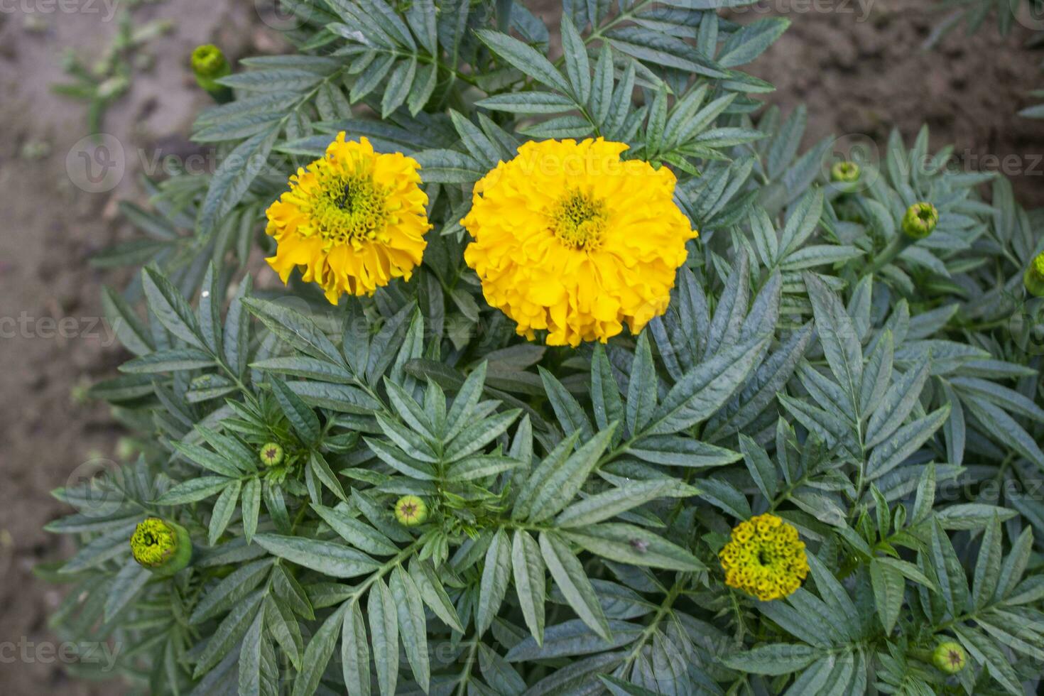 Marigold flowers in bloom with green leaves, a picturesque scene unfolds as clusters of vibrant Marigold photo
