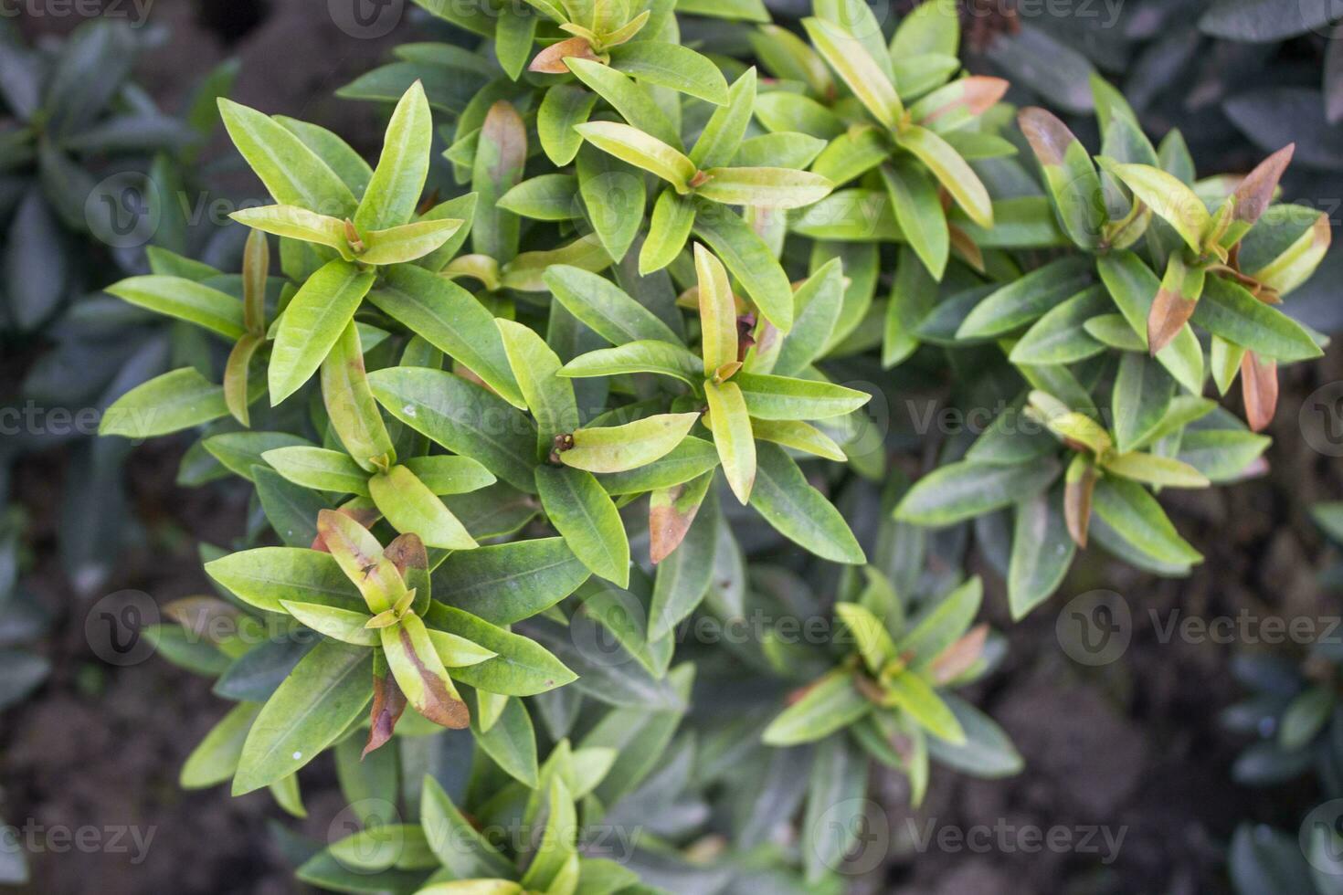 A bunch of Ixora coccinea leaves, a verdant spectacle, showcasing the natural beauty of this tropical plant species photo