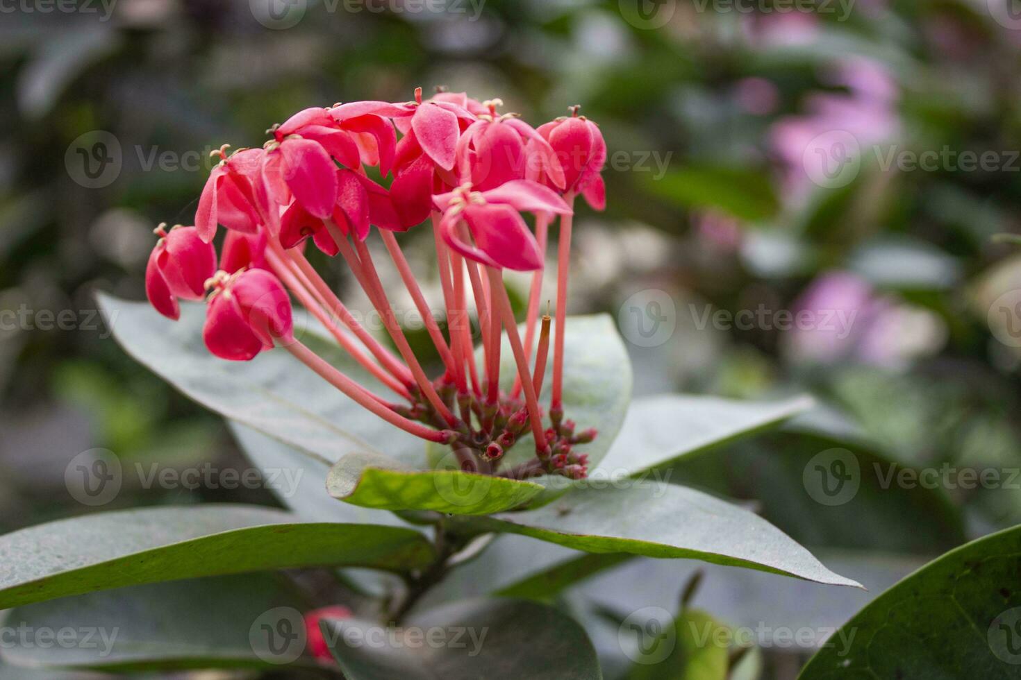 Closeup of Ixora chinensis flowers with a blurred natural photo