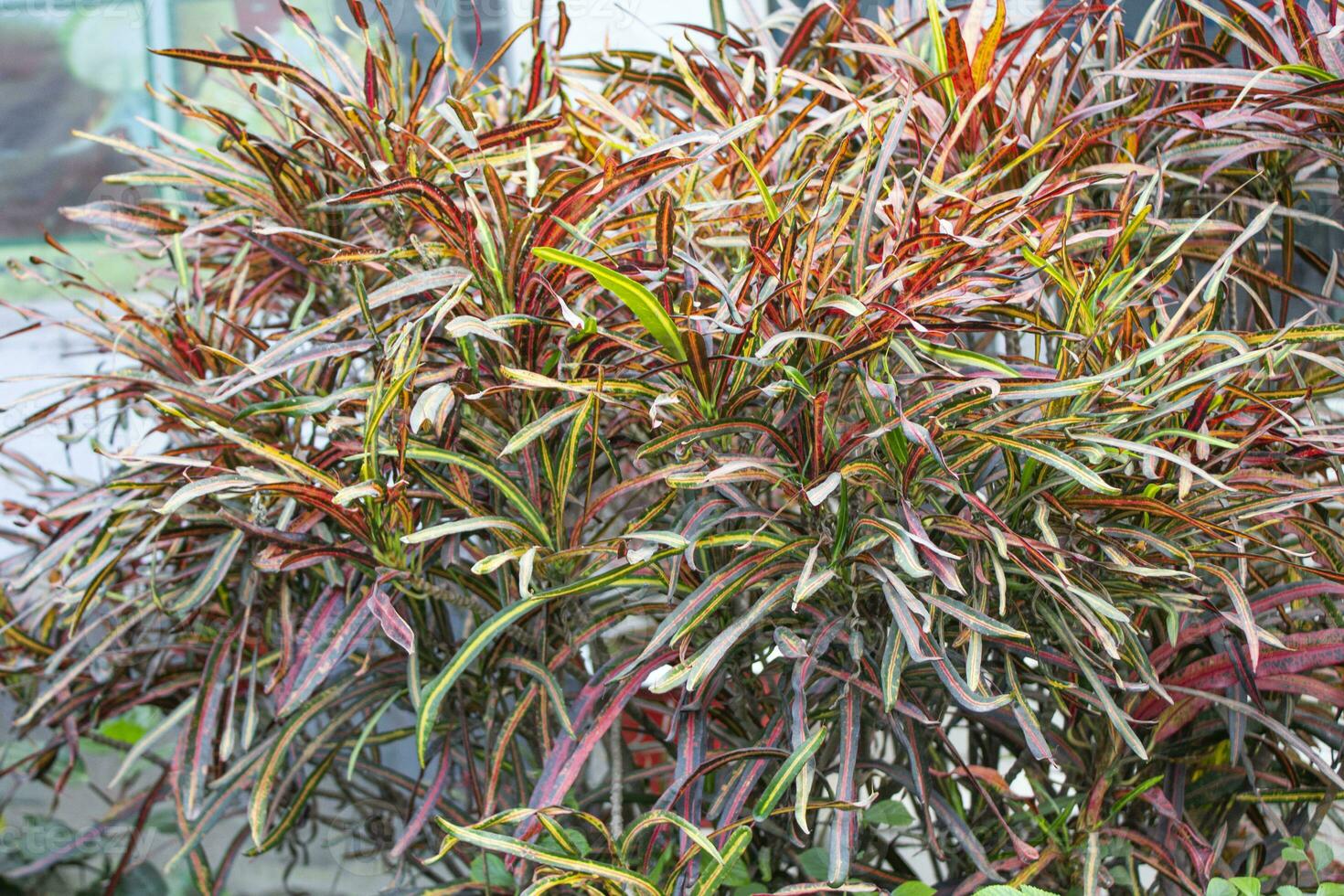 Colorful Codiaeum variegatum plant, a stunning display of vibrant colors and striking patterns, photo
