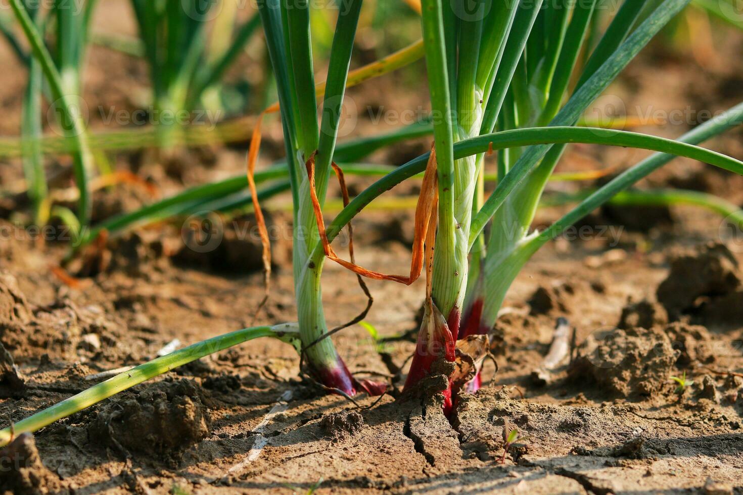 Onion growing in the field, closeup of green onion plants photo