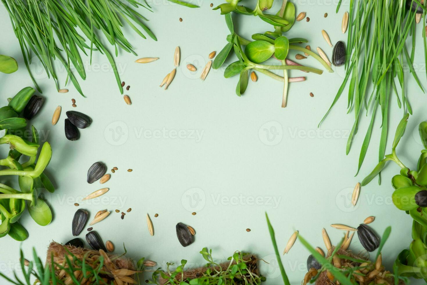 A frame of microgreen oats, sunflower, alfalfa and wheat with copy space photo