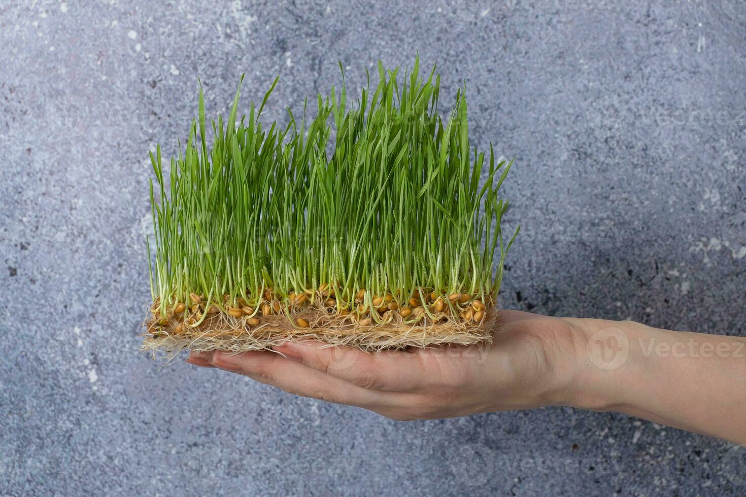 Sprouted microgreen wheat in female hand. Healthy superfood home growth photo