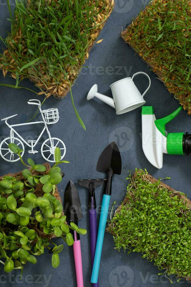 Sprouted microgreen sunflower, oat, alfalfa, wheat with gardening tools flat lay, top view photo