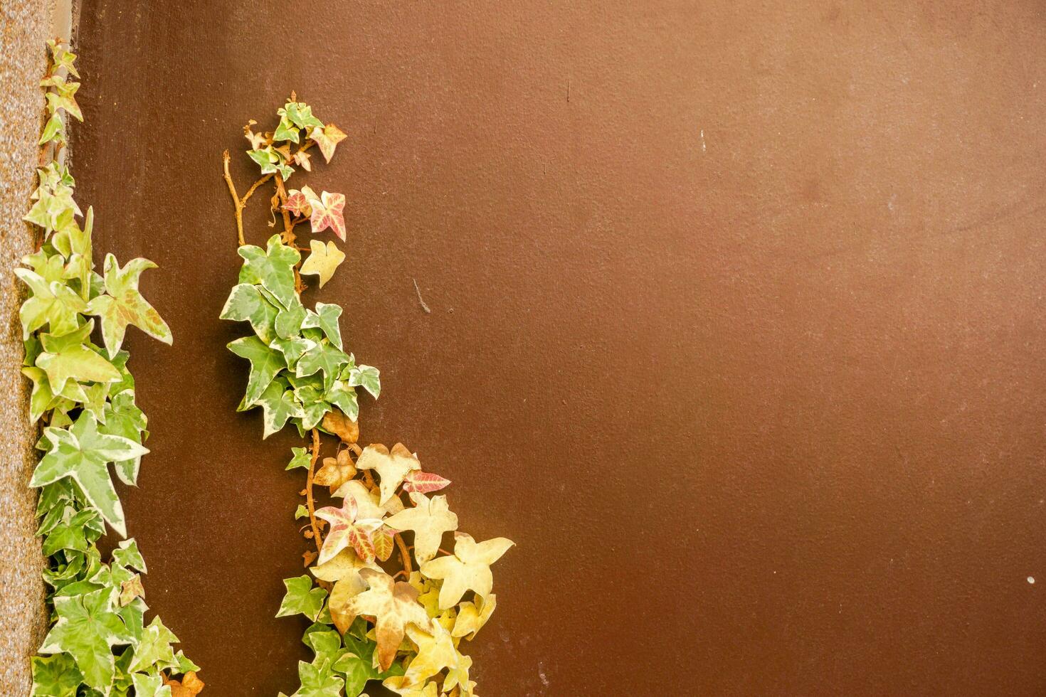 Crop of Ivy green leaves climbing covered on left brown building wall background with space for texts and natural lights. photo